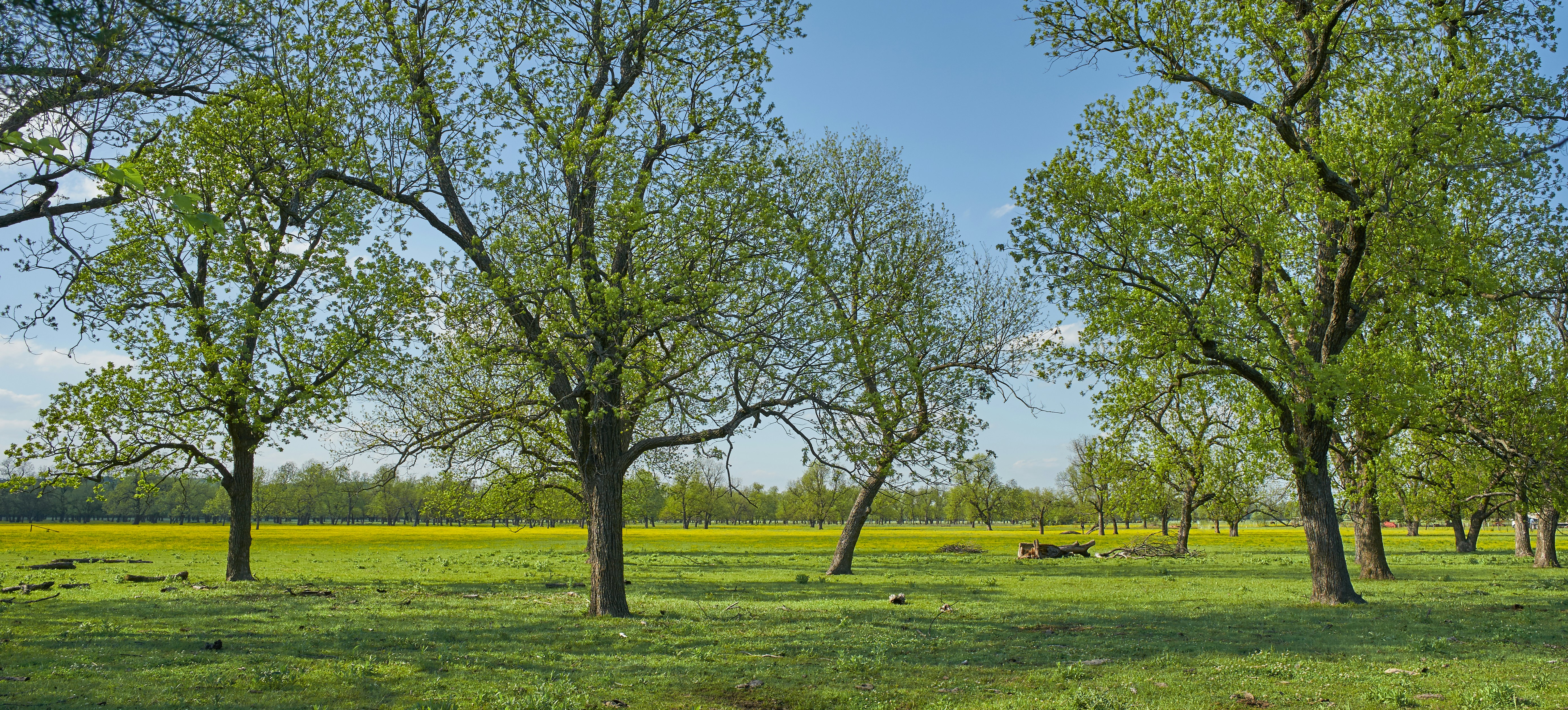 Photo by wolfgang_hasselmann