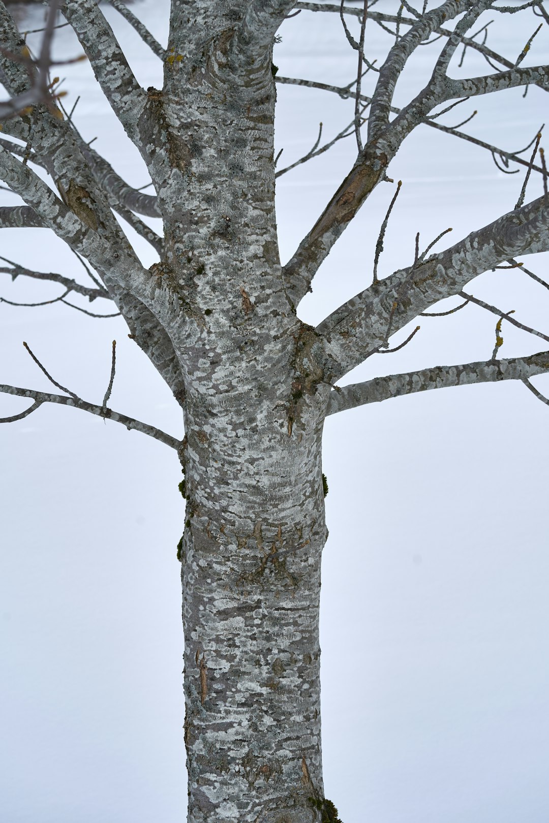 white tree branch with snow