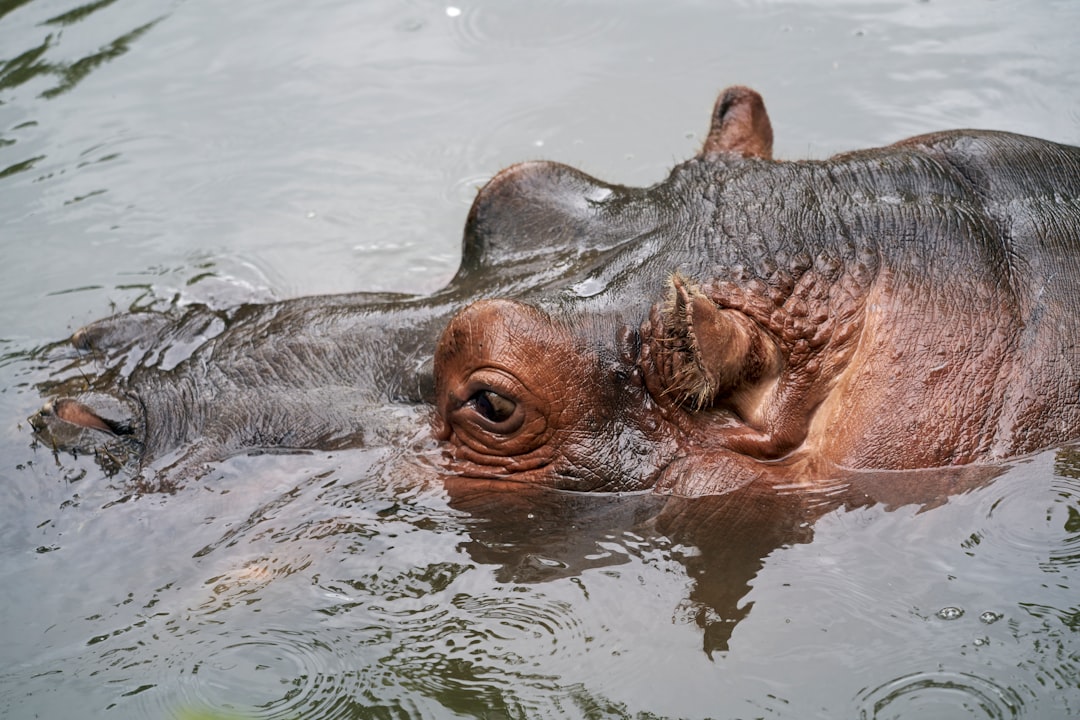 brown animal on body of water during daytime