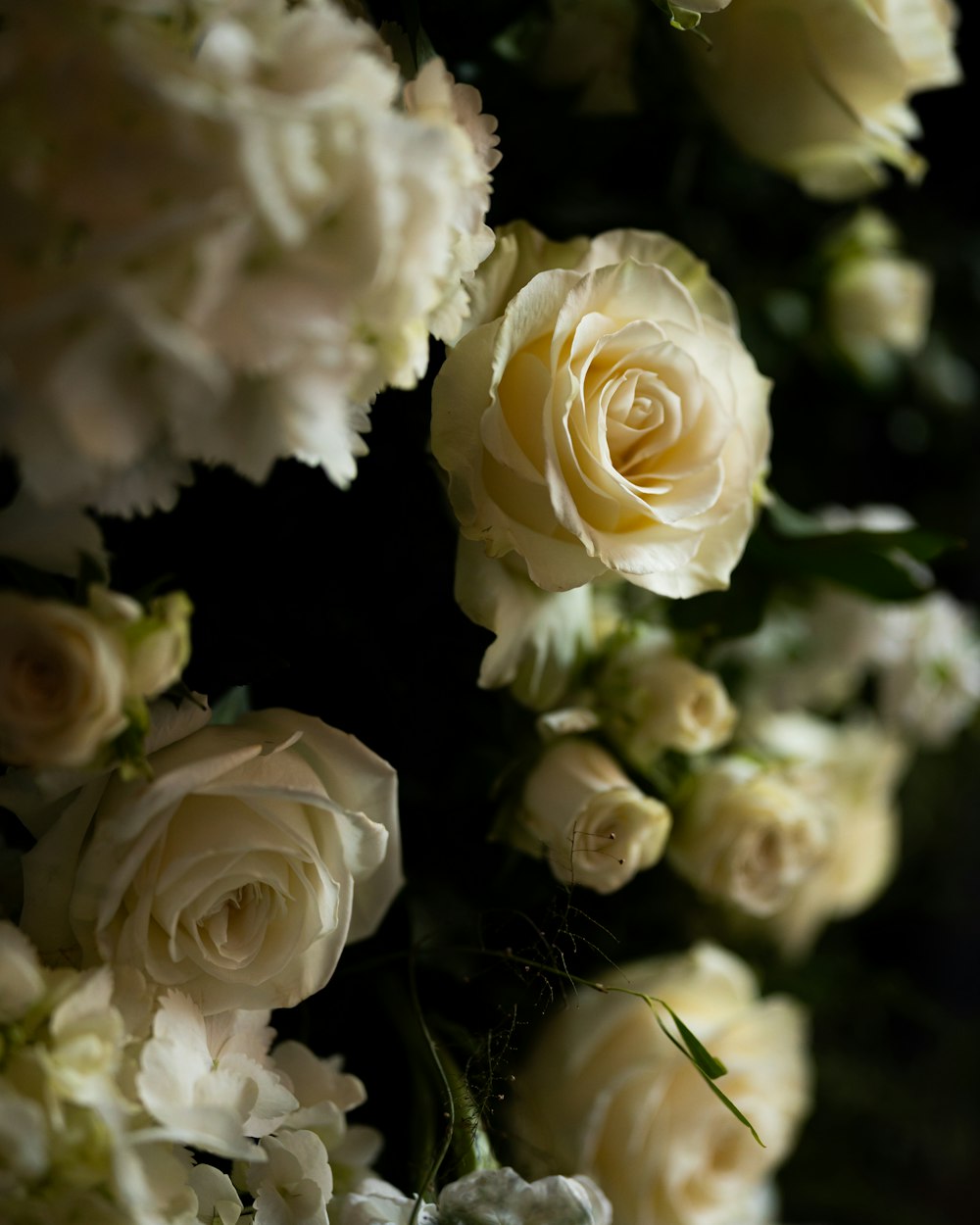 white roses in close up photography