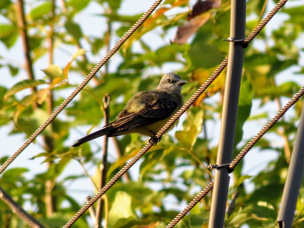 Uccello marrone appollaiato sul ramo marrone dell'albero durante il giorno