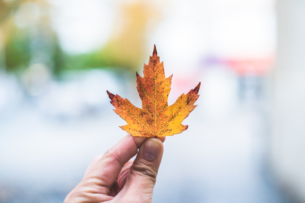 person holding brown maple leaf