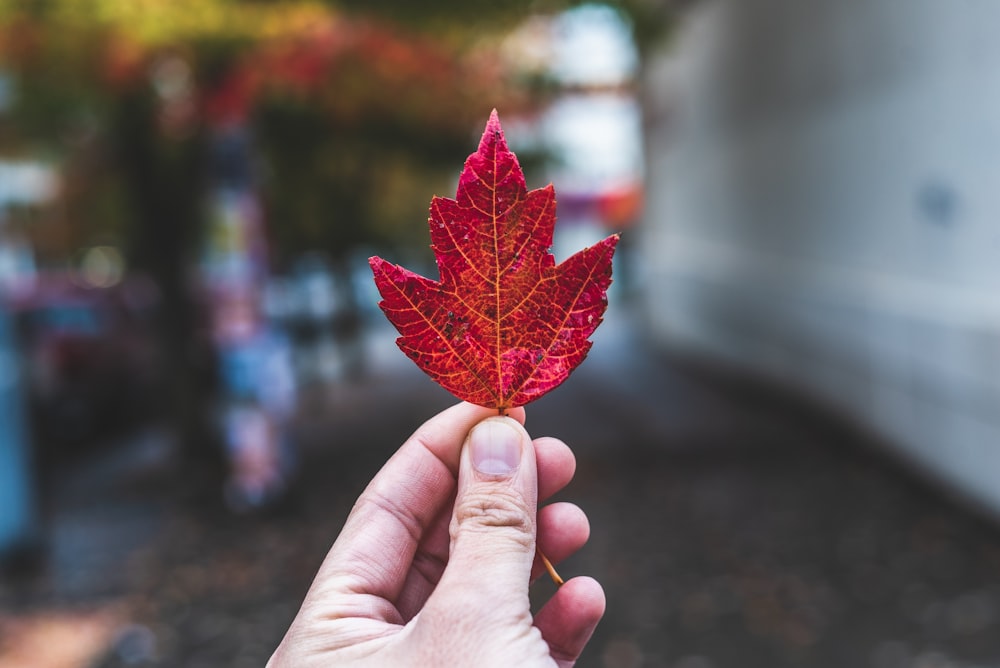 red maple leaf in persons hand