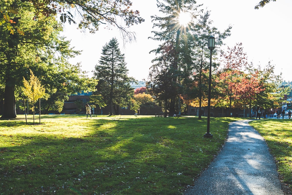 green grass field with trees and bench