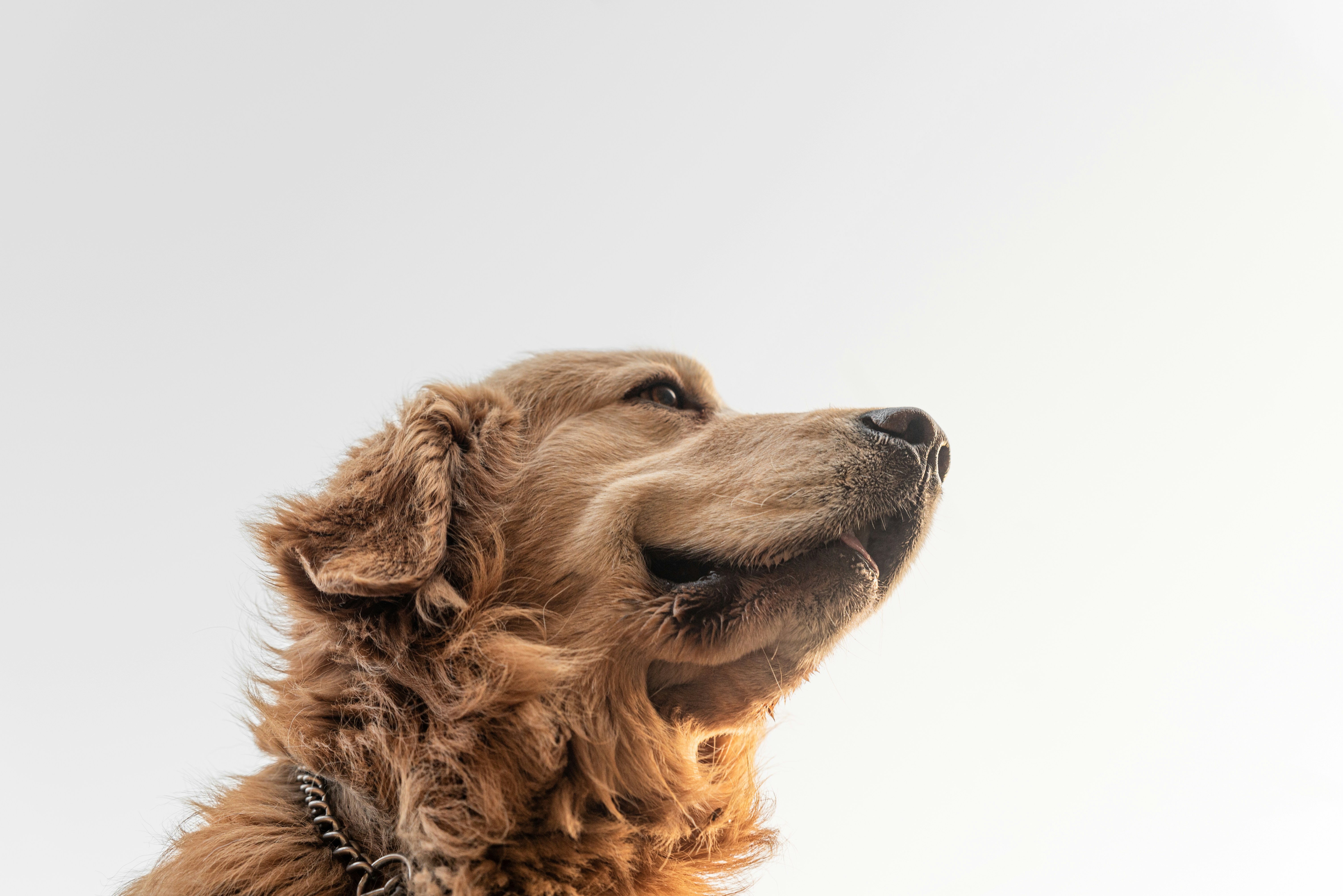 Foto Golden retriever con fondo blanco Imagen Perro gratis en Unsplash