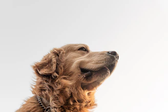 A calm dog looking up with trusting eyes, framed by warm golden sunlight and natural textures.