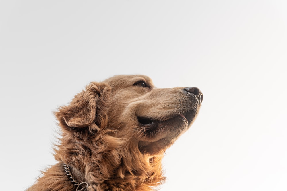 golden retriever with white background