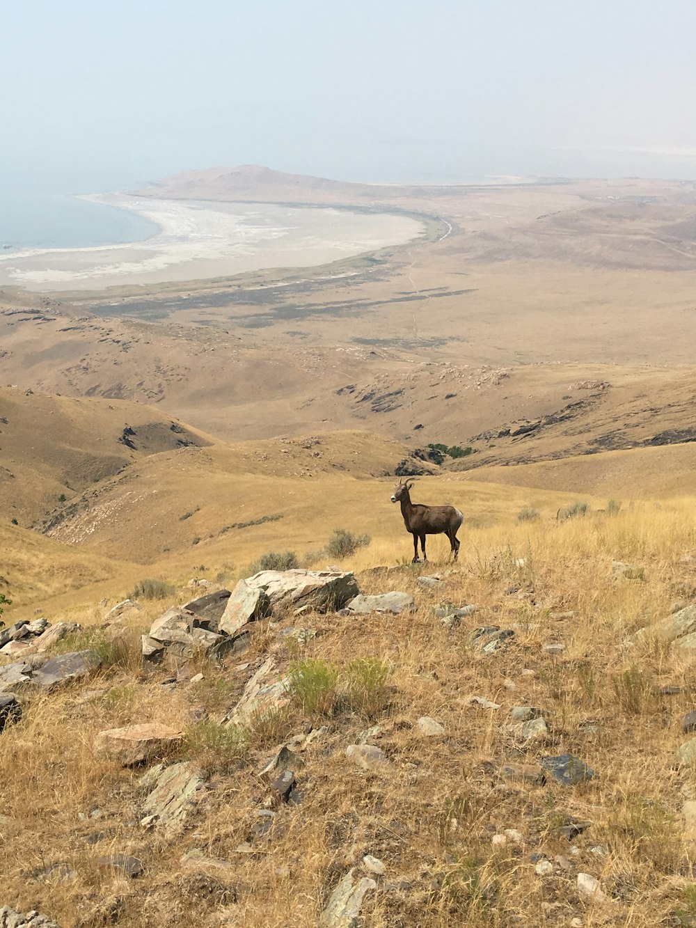 brown deer on brown grass field during daytime