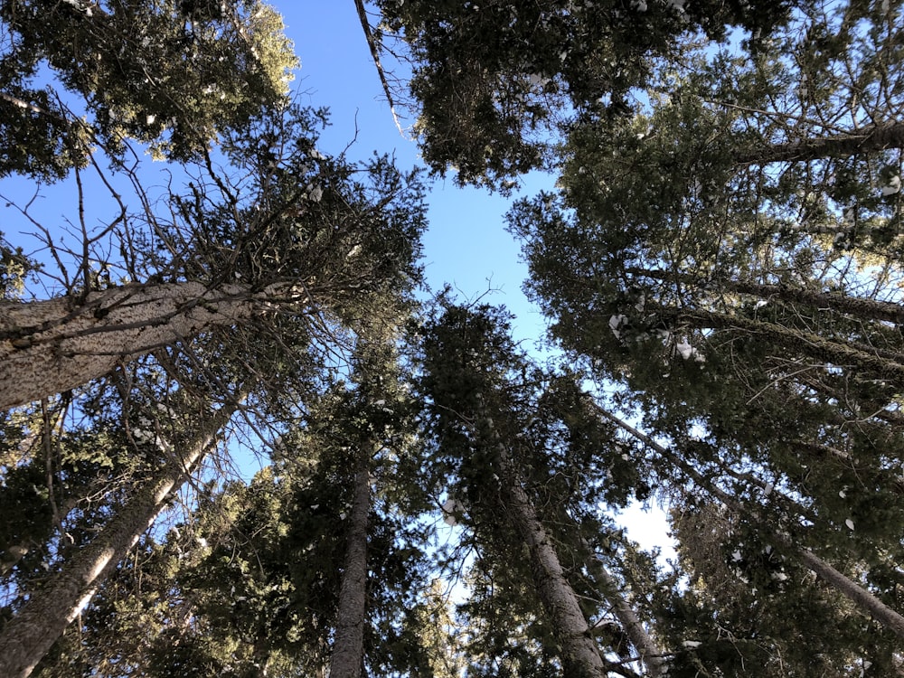 low angle photography of green trees under blue sky during daytime