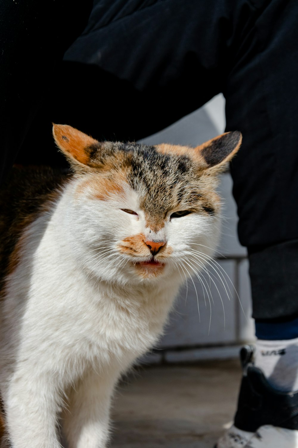 white and brown cat on black textile