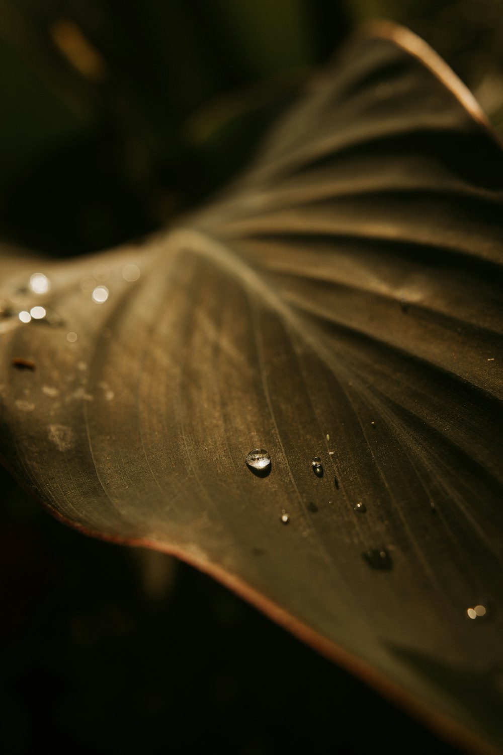 water droplets on green leaf