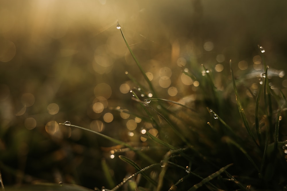 water droplets on green grass during daytime