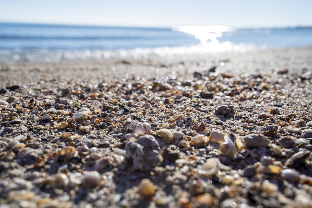 brown and white pebbles on beach shore during daytime