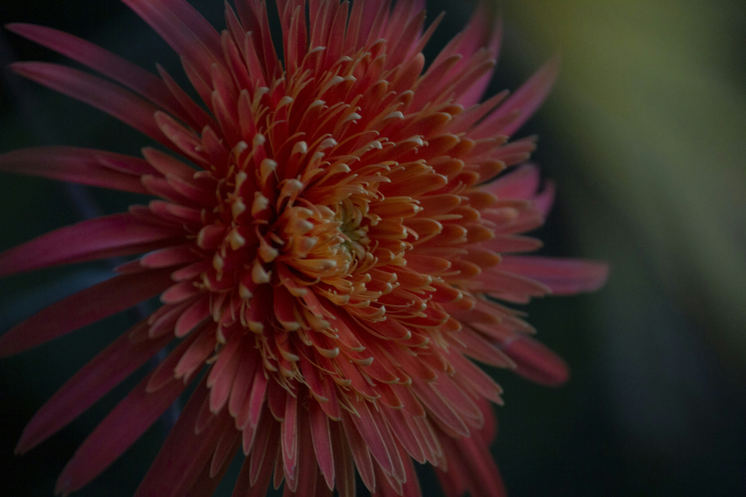 Photo by carinebecker