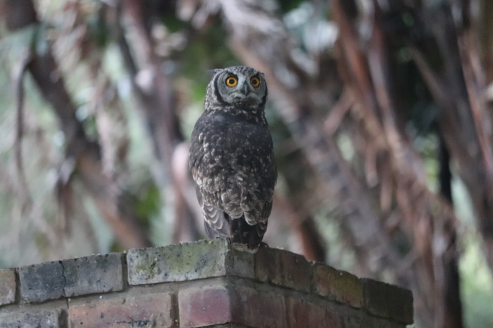 black and white owl on brown wooden fence during daytime