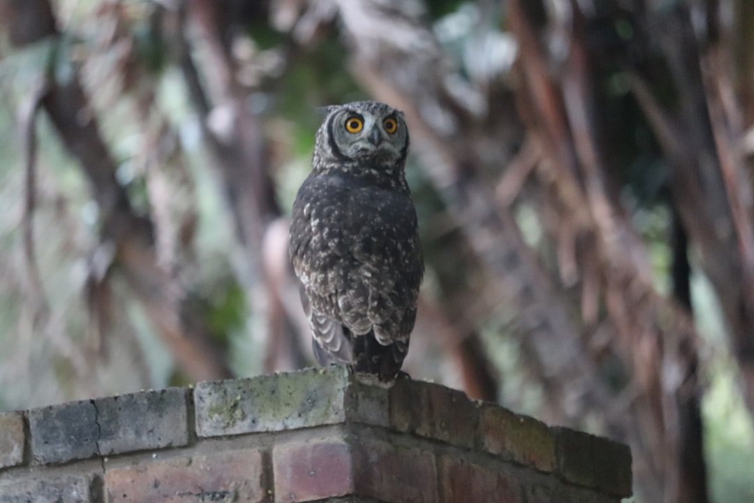 Wildlife photo spot Woodbourne Resort Knysna