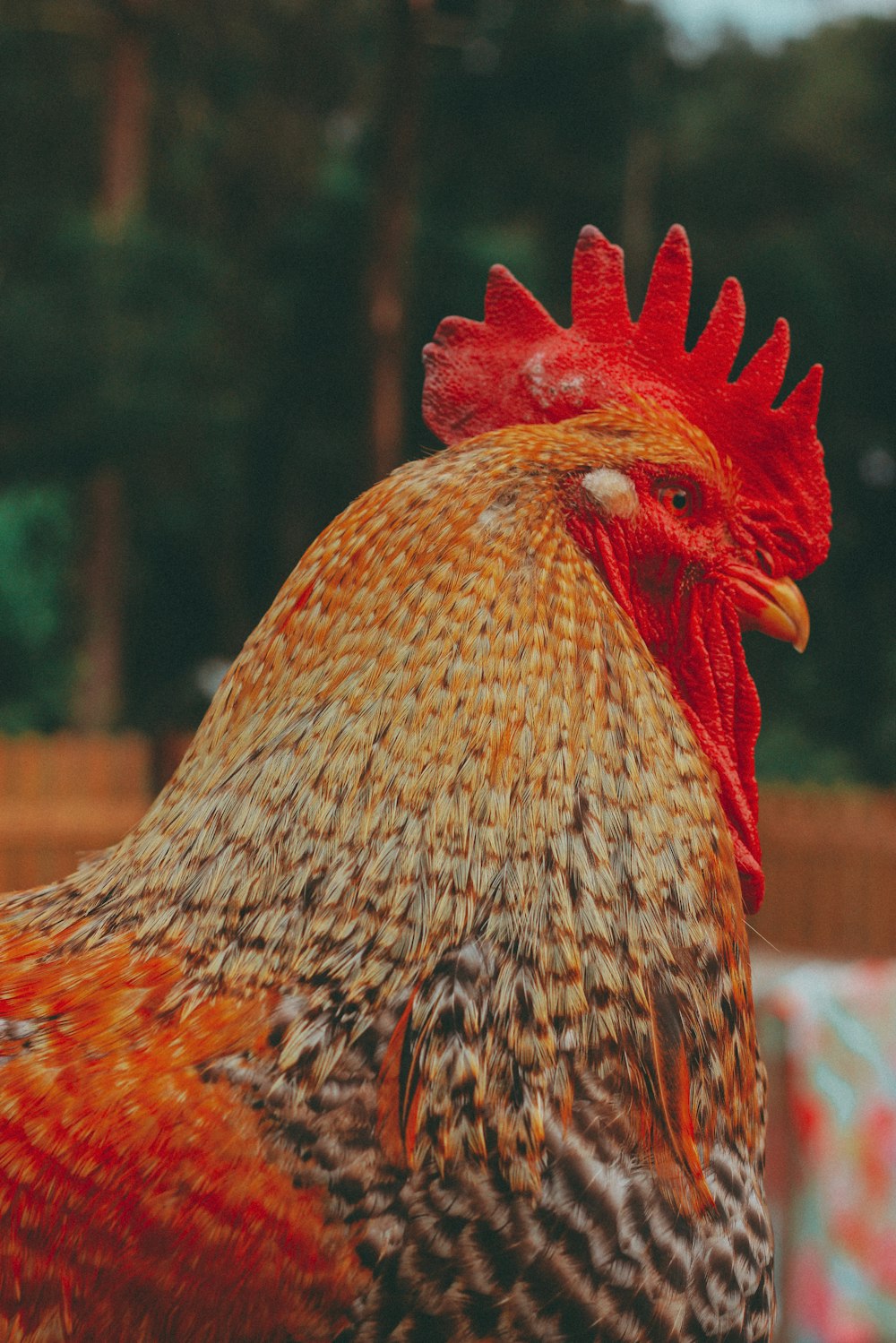 brown and white rooster in close up photography