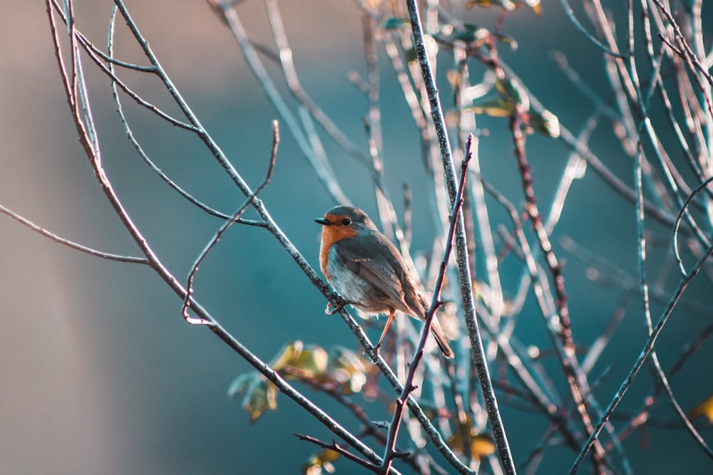 Uccello marrone e blu sul ramo marrone dell'albero durante il giorno