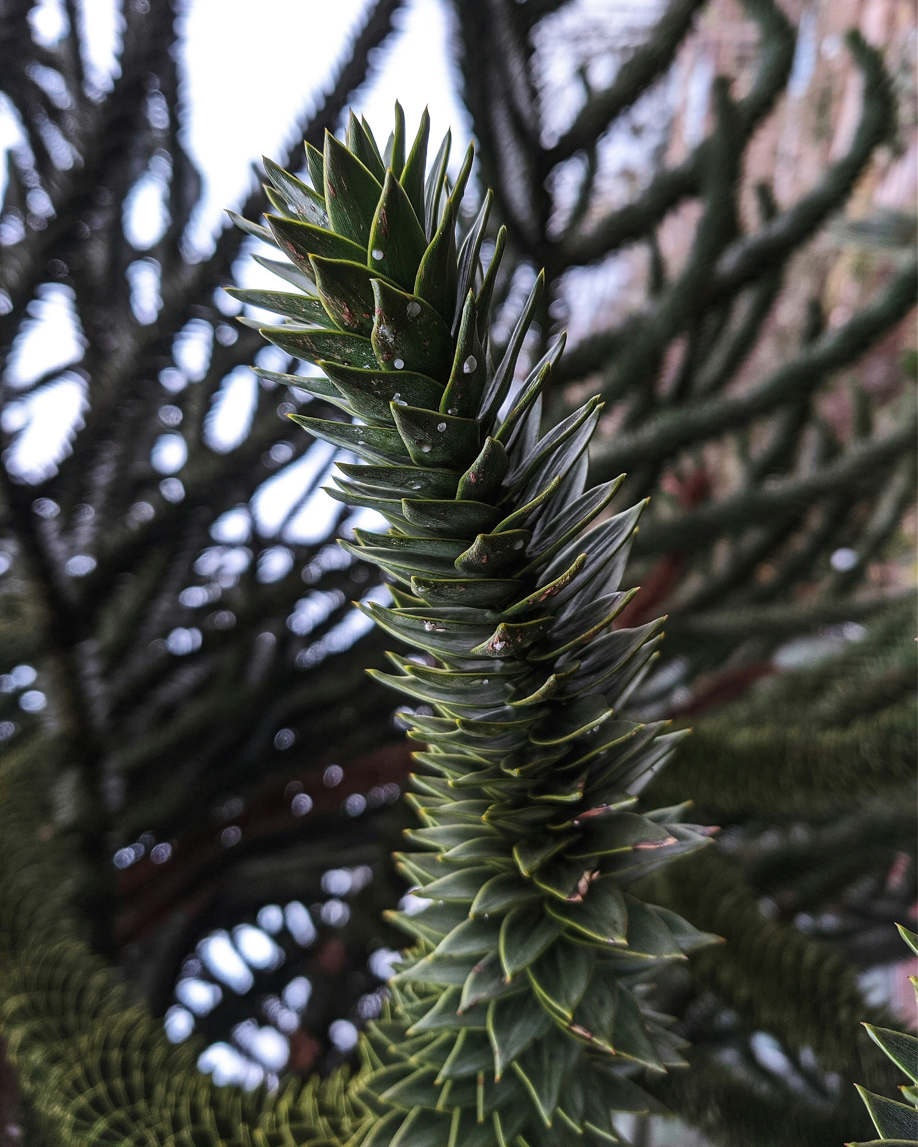 green pine tree during daytime