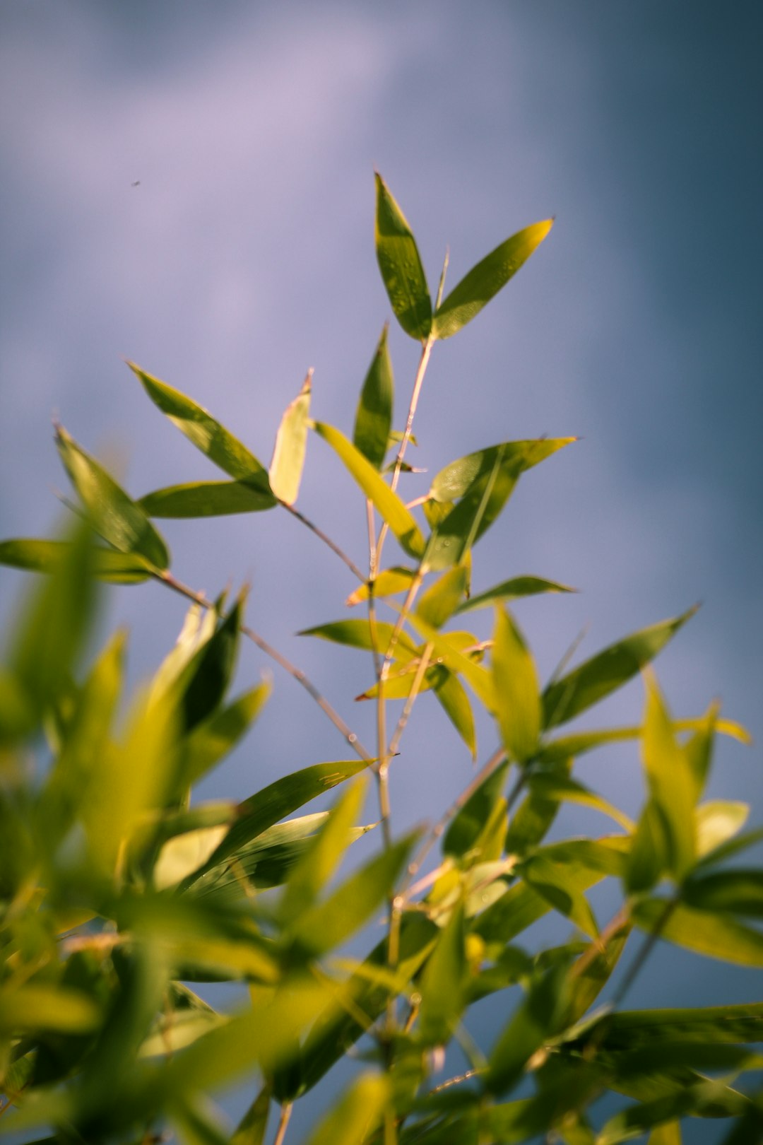 green leaves in tilt shift lens