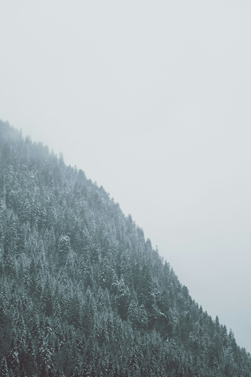 arbres verts recouverts de neige