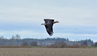A serene bald eagle soaring over a calm forest landscape.