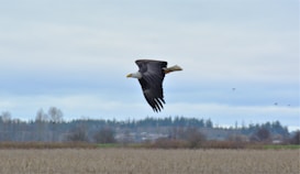 A bald eagle is prominently soaring through the sky with its wings spread wide. The background features a rural landscape with distant trees and an overcast sky.