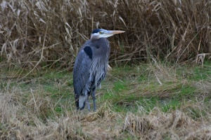 Blue Heron Sculpture