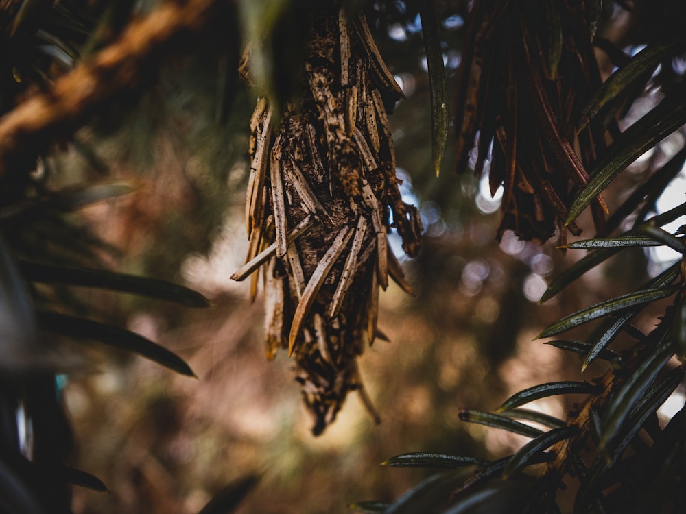 brown plant in tilt shift lens