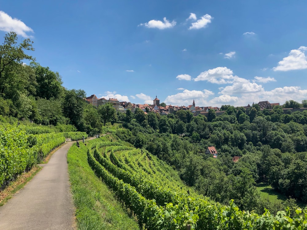 campo di erba verde sotto il cielo blu durante il giorno