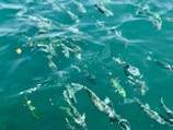 Numerous fish swimming near the surface of clear, greenish-blue water. The sunlight creates shimmering patterns on the water, enhancing the visibility of the fish below. A small piece of debris or food floats alongside the fish, suggesting they may be feeding.