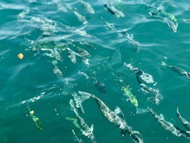 Numerous fish swimming near the surface of clear, greenish-blue water. The sunlight creates shimmering patterns on the water, enhancing the visibility of the fish below. A small piece of debris or food floats alongside the fish, suggesting they may be feeding.