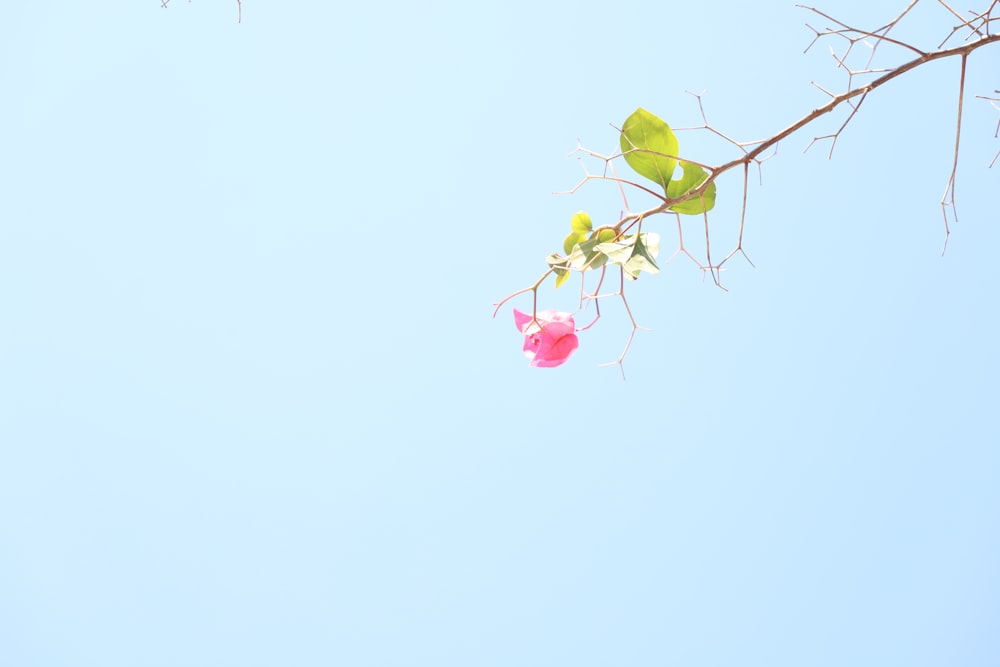 green and pink flower buds