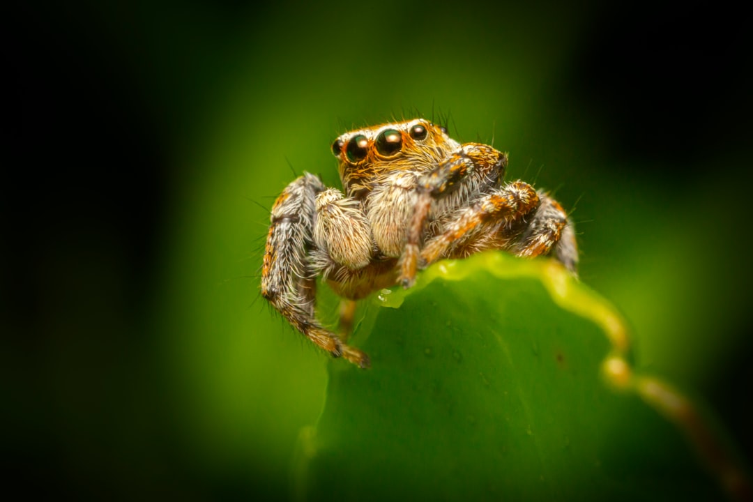 brown jumping spider on green leaf