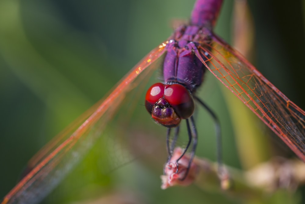 brown and black dragonfly perched on brown stem in close up photography during daytime