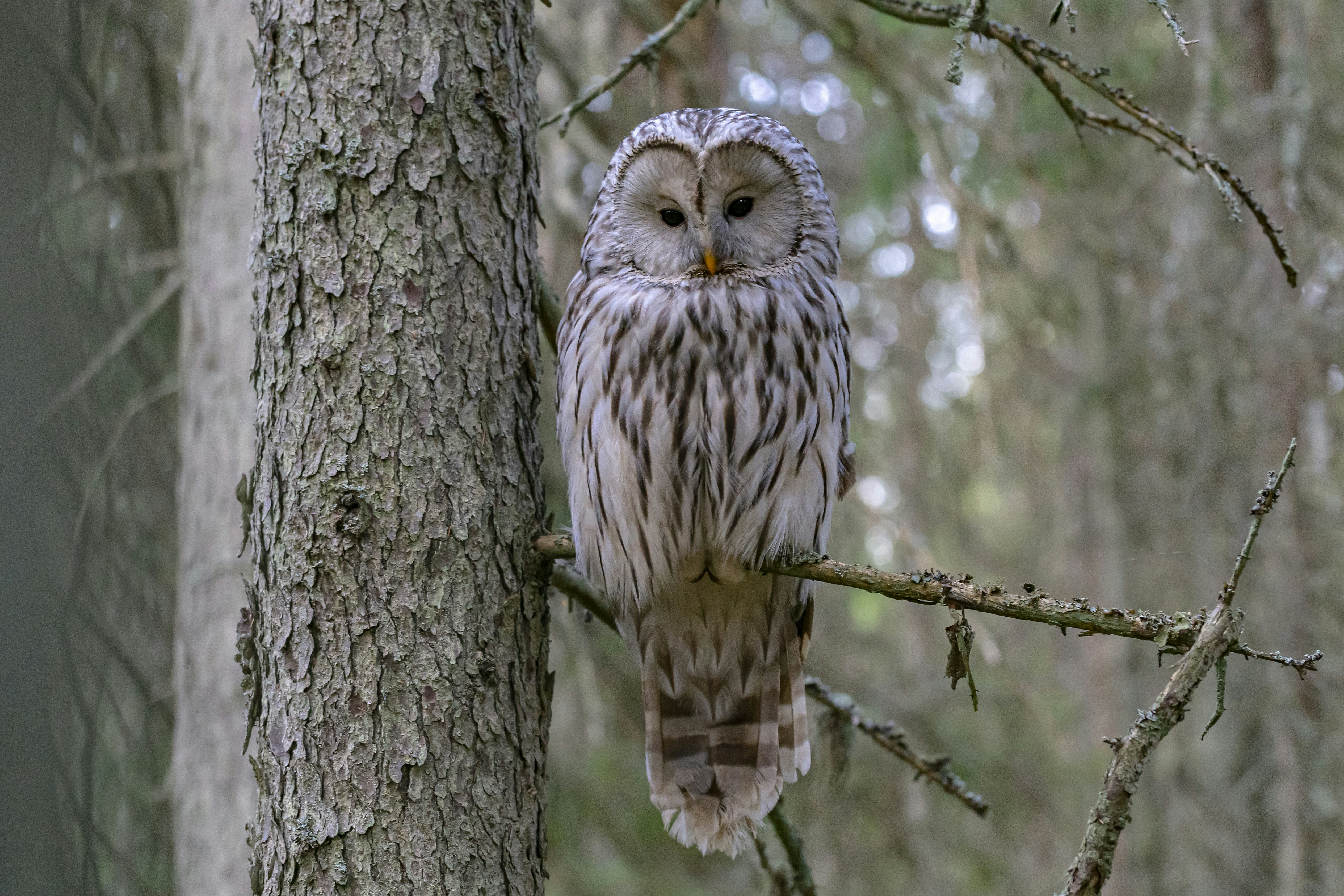 Photo by erik_karits