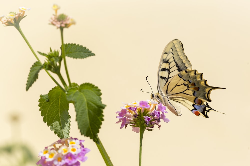 tiger swallowtail butterfly perched on pink flower in close up photography during daytime