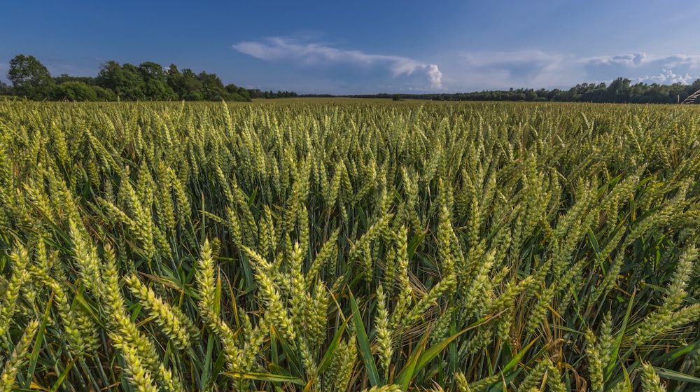 green wheat field under blue sky during daytime