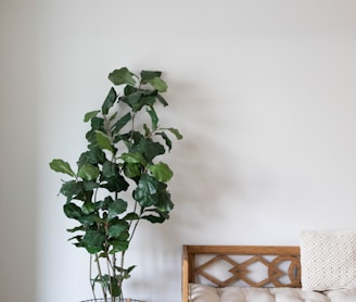 green plant on clear glass vase