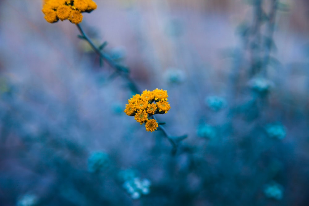 yellow flower in tilt shift lens