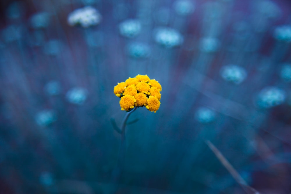 flor amarilla en lente de cambio de inclinación