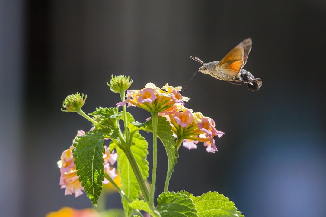 brown and black butterfly on yellow and pink flower