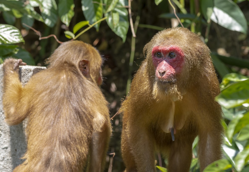 a couple of monkeys standing next to each other