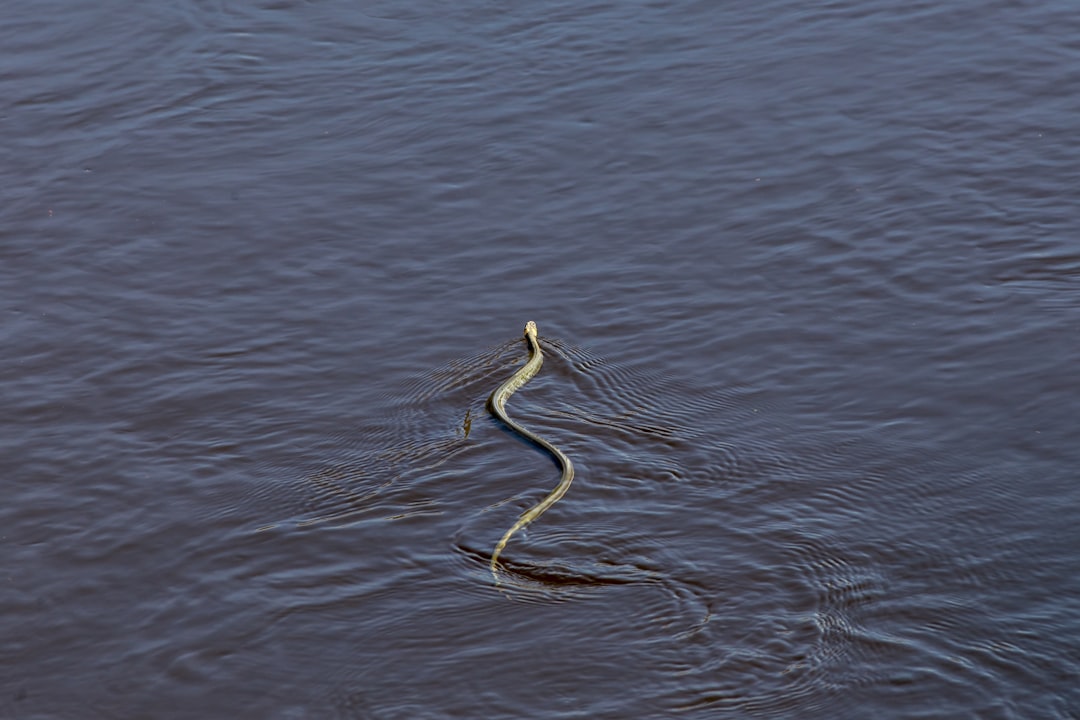 black snake on body of water