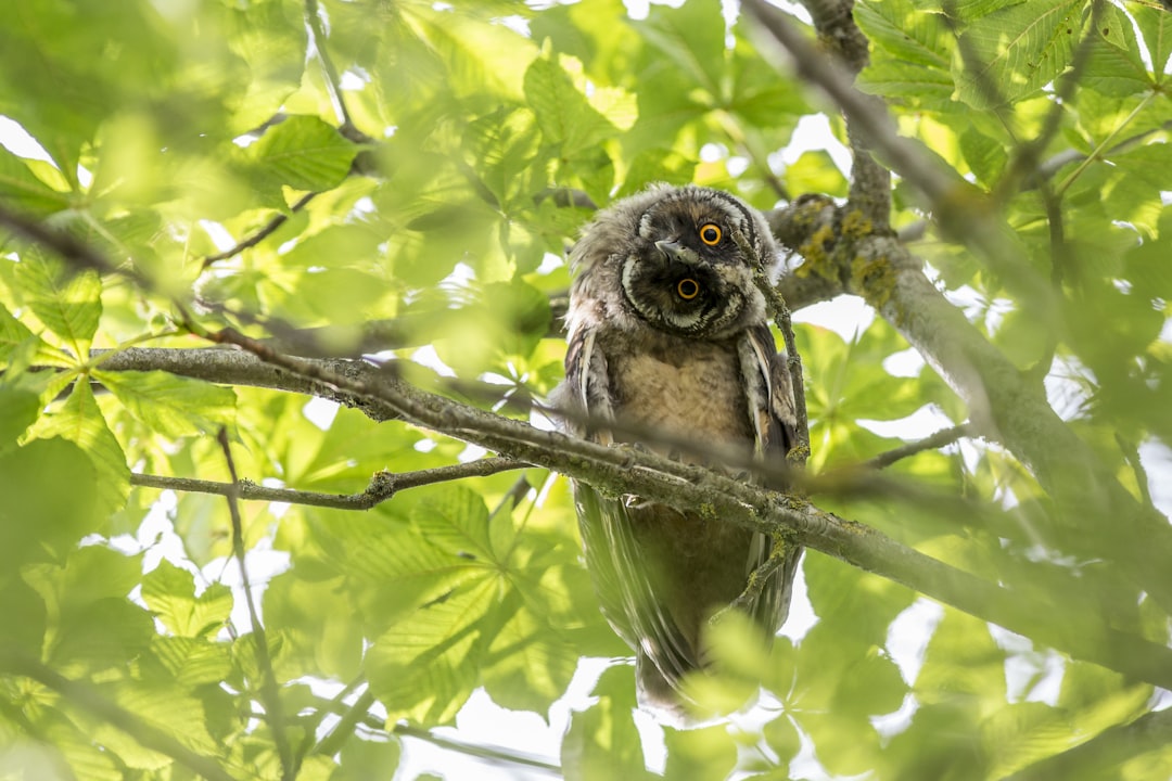 brown owl perched on tree branch during daytime