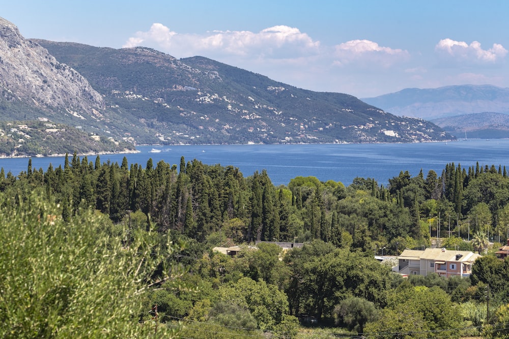 green trees near body of water during daytime