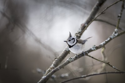 white and black bird on tree branch