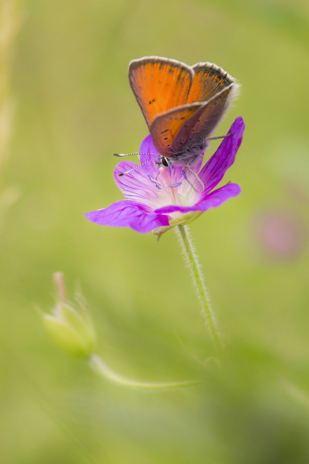 brown butterfly perched on purple flower in close up photography during daytime