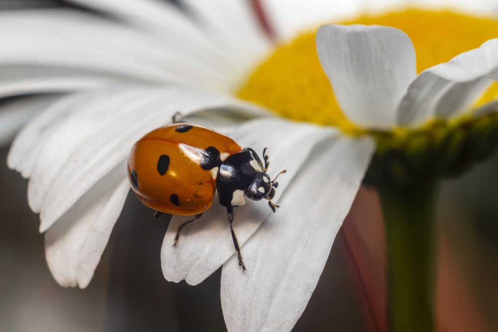 red and black ladybug on yellow and white flower