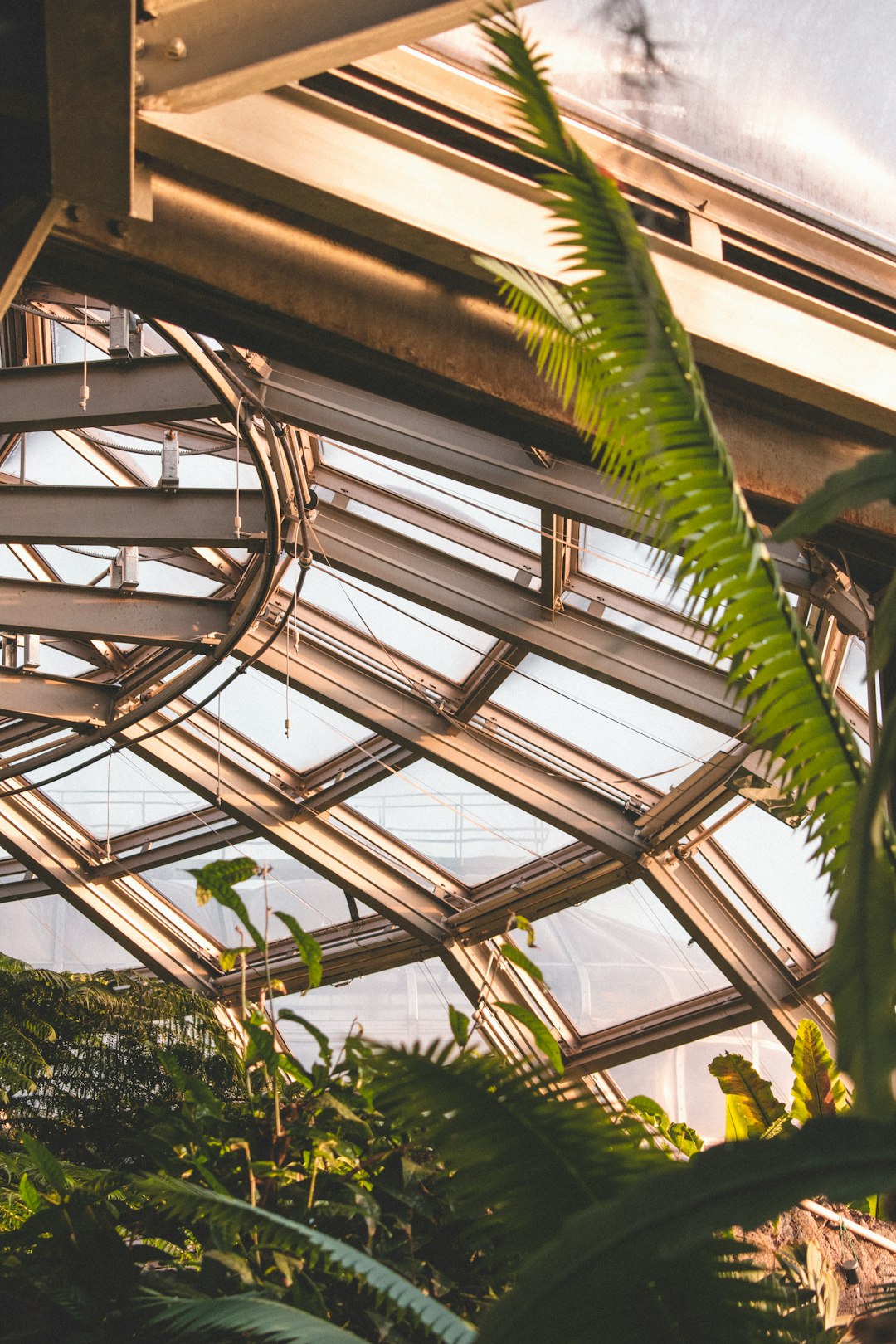 green banana tree inside greenhouse